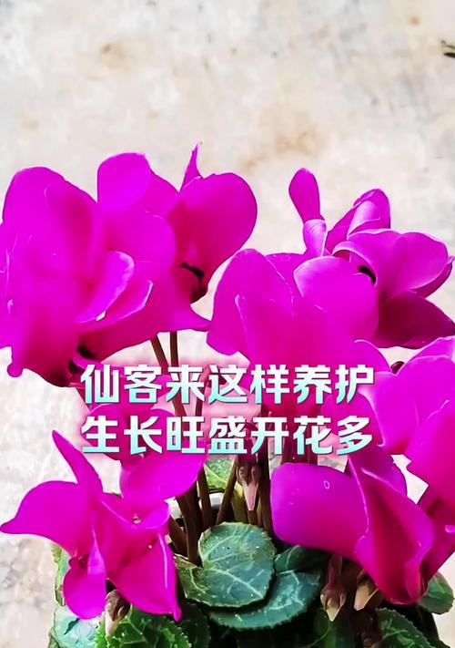 仙客来开花的养护秘籍（打造绚丽花海，学会仙客来开花的养护技巧）-第1张图片-绿意生活