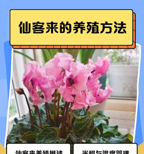 仙客来开花的养护秘籍（打造绚丽花海，学会仙客来开花的养护技巧）-第2张图片-绿意生活