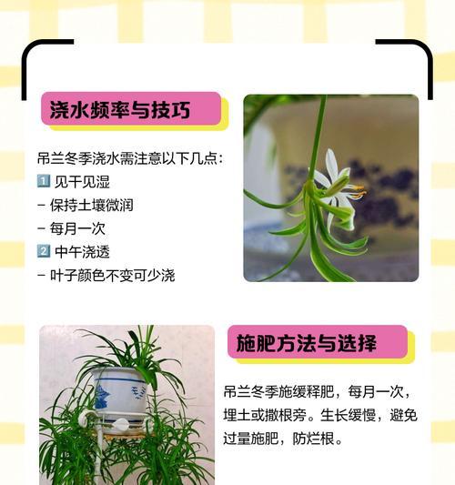 白兰越冬后的肥料施用技巧（保证白兰健康生长的关键肥料施用方法）-第1张图片-绿意生活