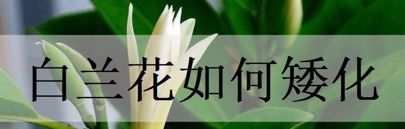 白兰越冬后的肥料施用技巧（保证白兰健康生长的关键肥料施用方法）-第2张图片-绿意生活