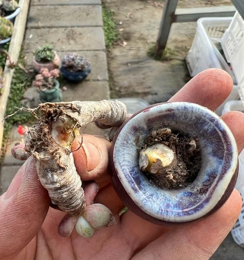 多肉被弄断了怎么办？（教你正确处理被弄断的多肉植物，让它重获新生）-第3张图片-绿意生活