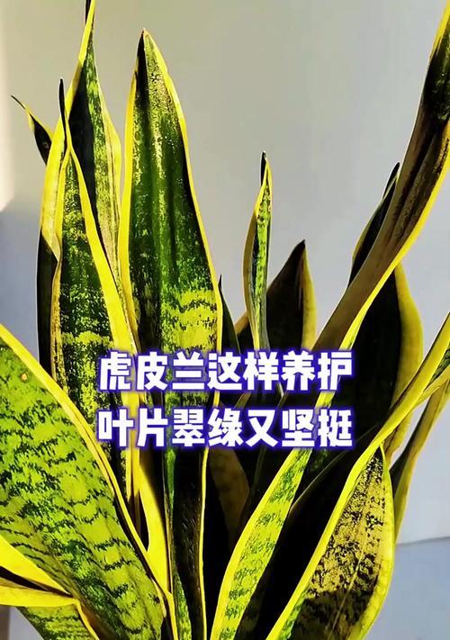 虎皮兰叶子出现问题（探究虎皮兰叶子异常及其原因）-第1张图片-绿意生活