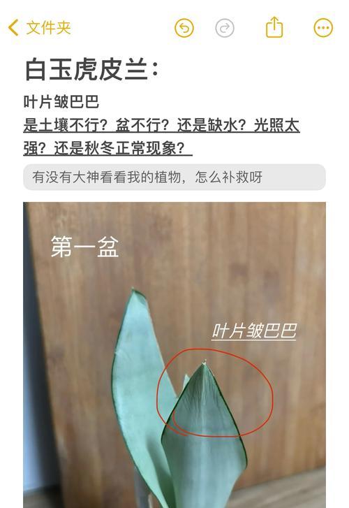 虎皮兰叶子出现问题（探究虎皮兰叶子异常及其原因）-第3张图片-绿意生活