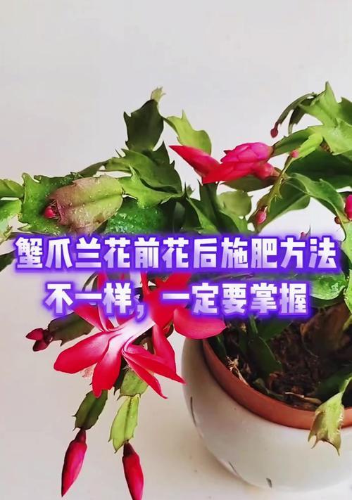 蟹脚兰秋季花期养护指南（了解关键养护技巧，让蟹脚兰秋季绽放绚丽花朵）-第1张图片-绿意生活