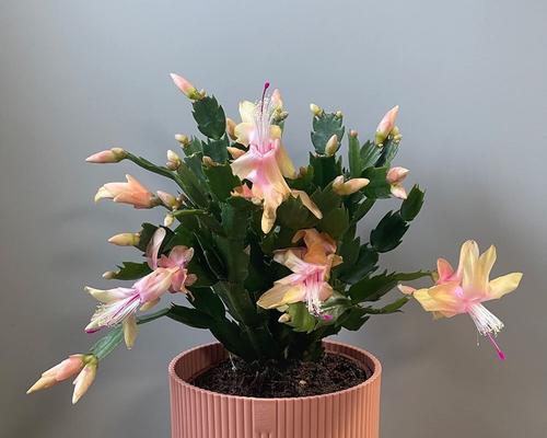 蟹脚兰秋季花期养护指南（了解关键养护技巧，让蟹脚兰秋季绽放绚丽花朵）-第3张图片-绿意生活