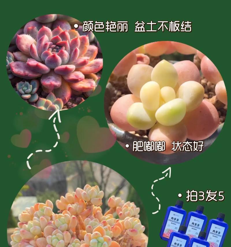 多肉植物的肥大方法与技巧（打造丰满多肉，让它们健康茁壮）-第1张图片-绿意生活