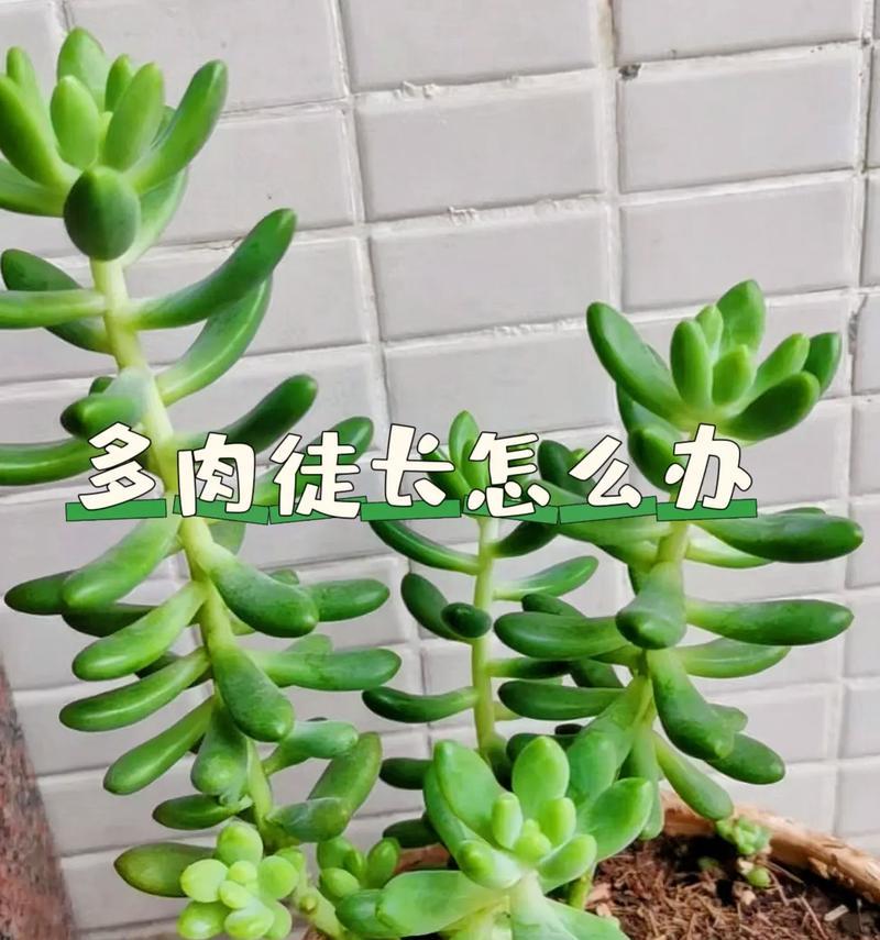 多肉植物的肥大方法与技巧（打造丰满多肉，让它们健康茁壮）-第3张图片-绿意生活