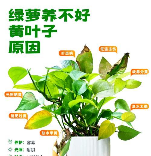 绿萝叶发黄的原因及应对方法（保持绿萝健康的关键是什么？）-第3张图片-绿意生活
