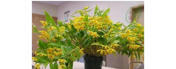 鼓槌石斛开花时间揭秘（探寻鼓槌石斛开花的规律）-第2张图片-绿意生活