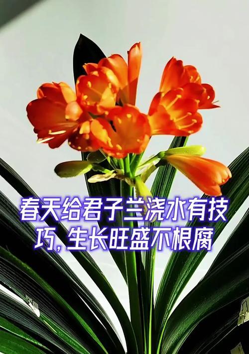 可乐浇君子兰的效果分析（用可乐浇君子兰真的有效吗？浇水注意事项详解）-第3张图片-绿意生活
