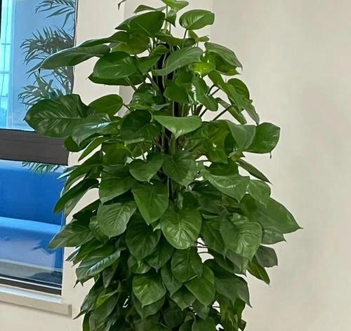 绿萝品种推荐（轻松拥有美丽叶片的秘诀）-第1张图片-绿意生活
