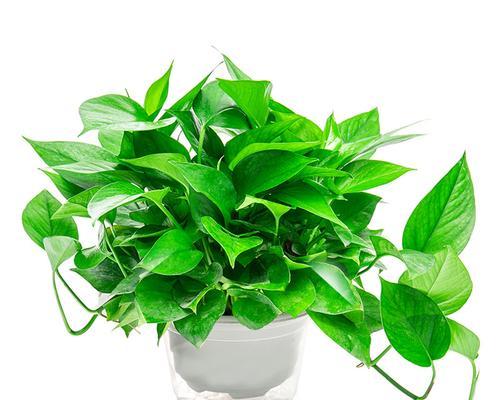 绿萝品种推荐（轻松拥有美丽叶片的秘诀）-第3张图片-绿意生活