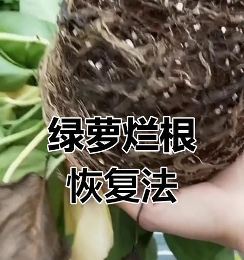 绿萝遭虫害的处理方法（保护你的绿萝免受害虫侵害）-第3张图片-绿意生活