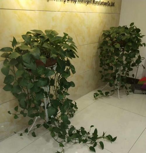 绿萝遭虫害的处理方法（保护你的绿萝免受害虫侵害）-第1张图片-绿意生活