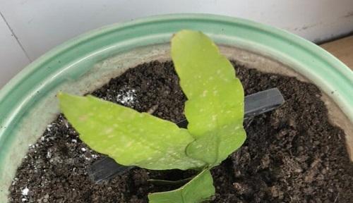 满天星——是怕热还是怕冷？（解读满天星的生长环境和生理特征）-第3张图片-绿意生活