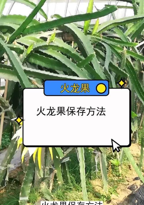 火龙果种植技巧揭秘（掌握关键的种植要点，打造饱满多汁的火龙果果实）-第1张图片-绿意生活