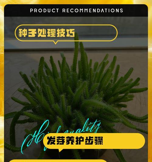 火龙果种植技巧揭秘（掌握关键的种植要点，打造饱满多汁的火龙果果实）-第2张图片-绿意生活