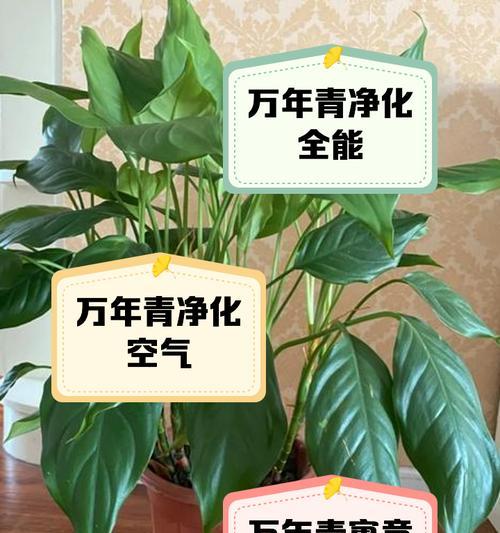 万年青的叶子修剪技巧（打造美丽翠绿的万年青家居装饰，让叶子焕发生机）-第3张图片-绿意生活