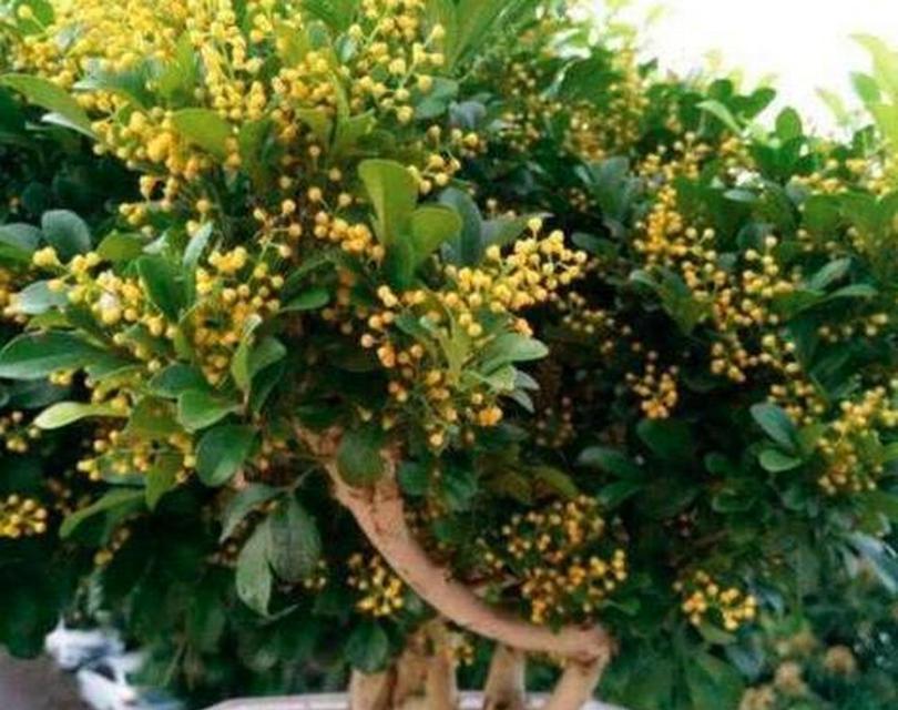 米兰花，芬芳之源（探寻米兰花的神秘面纱，揭开它迷人的香气诉说）-第1张图片-绿意生活