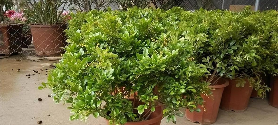 米兰花，芬芳之源（探寻米兰花的神秘面纱，揭开它迷人的香气诉说）-第2张图片-绿意生活