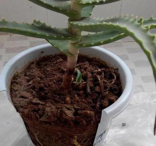 如何解决以水养芦荟叶子干枯的问题（有效方法让芦荟叶子重新恢复鲜活生机）-第2张图片-绿意生活