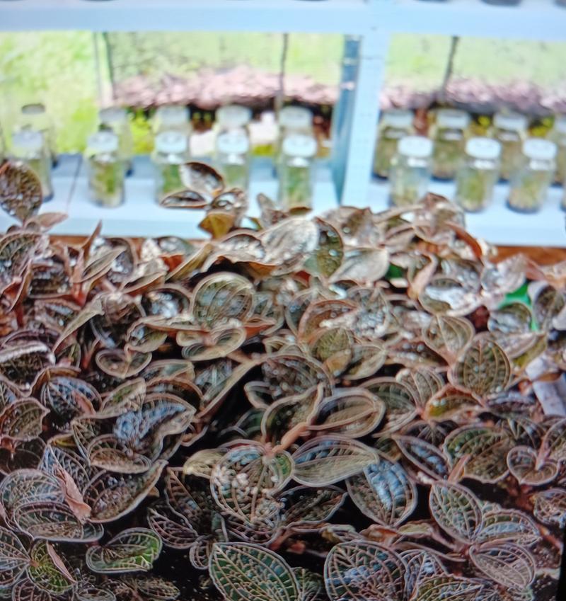 金线莲（生长环境、药用价值与开发前景）-第3张图片-绿意生活