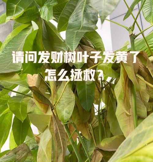 百日红叶子黄了怎么办（如何挽救百日红叶的颜色）-第3张图片-绿意生活