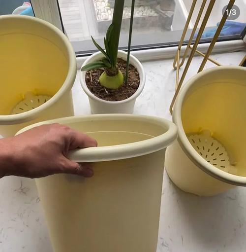 白掌烂根的处理方法与注意事项（探索白掌烂根的原因及有效的防治措施）-第1张图片-绿意生活