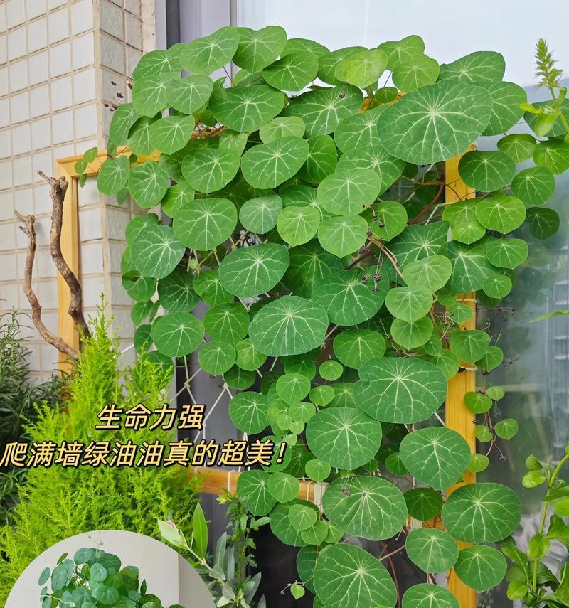 以爱之蔓（探索植物成长的秘密，提供有效方法助力您的植物茁壮成长）-第2张图片-绿意生活