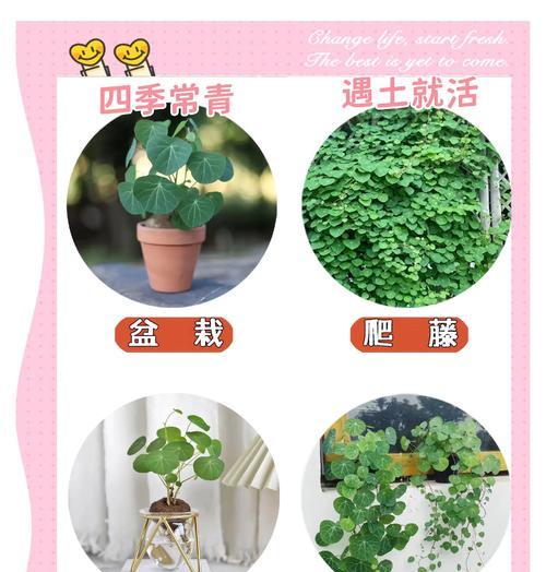 以爱之蔓（探索植物成长的秘密，提供有效方法助力您的植物茁壮成长）-第3张图片-绿意生活