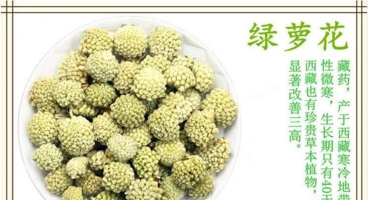 绿萝的花语和寓意（传递健康与好运，增添幸福与情感）-第1张图片-绿意生活