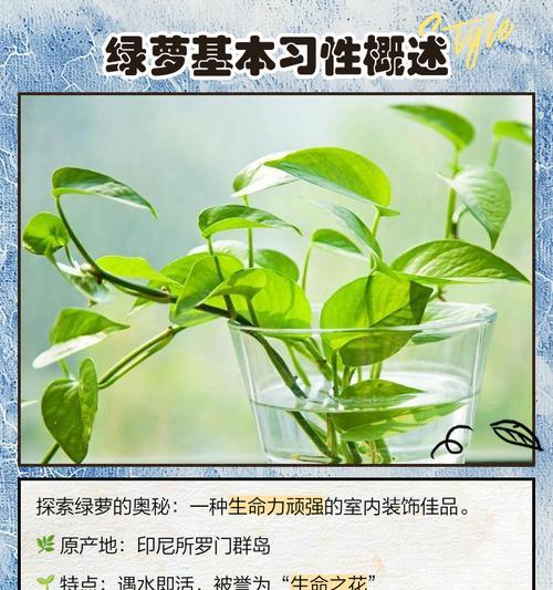 绿萝的花语和寓意（传递健康与好运，增添幸福与情感）-第2张图片-绿意生活