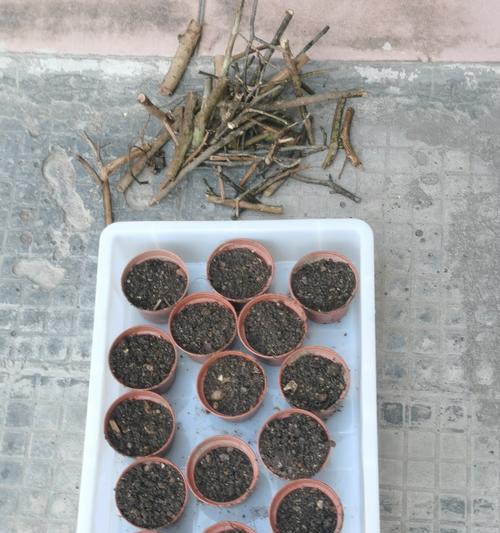 冬季扦插杜鹃花的方法与技巧（快速繁殖优质杜鹃花品种，打造美丽的花园景观）-第1张图片-绿意生活