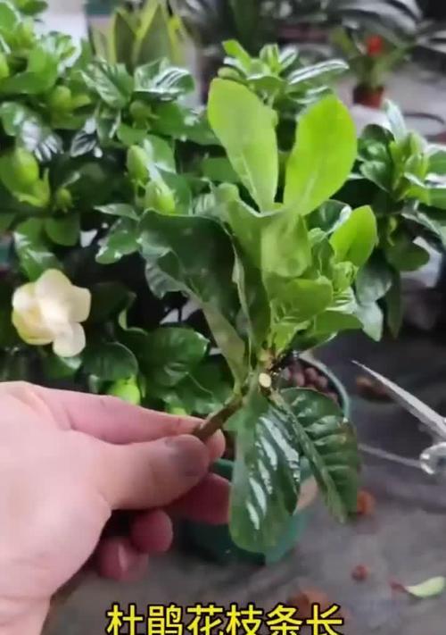冬季扦插杜鹃花的方法与技巧（快速繁殖优质杜鹃花品种，打造美丽的花园景观）-第2张图片-绿意生活