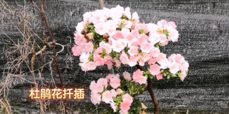 冬季扦插杜鹃花的方法与技巧（快速繁殖优质杜鹃花品种，打造美丽的花园景观）-第3张图片-绿意生活