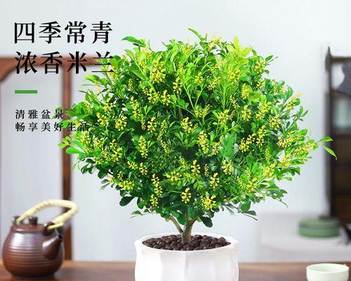 打造美丽花园的秘诀——米兰花卉的养护技巧（掌握关键步骤，让米兰花卉盛开绽放）-第1张图片-绿意生活