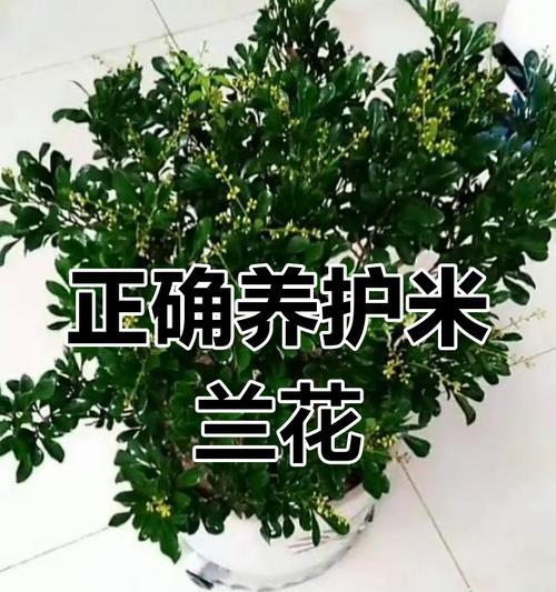 打造美丽花园的秘诀——米兰花卉的养护技巧（掌握关键步骤，让米兰花卉盛开绽放）-第2张图片-绿意生活