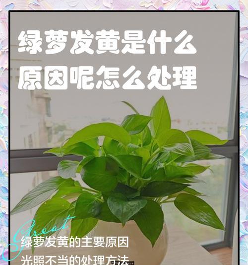绿箩冬天发黄怎么处理最有效（保持绿箩的健康绿色，让冬天不再黄）-第2张图片-绿意生活