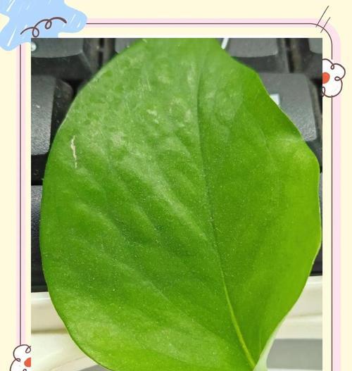 绿箩冬天发黄怎么处理最有效（保持绿箩的健康绿色，让冬天不再黄）-第3张图片-绿意生活