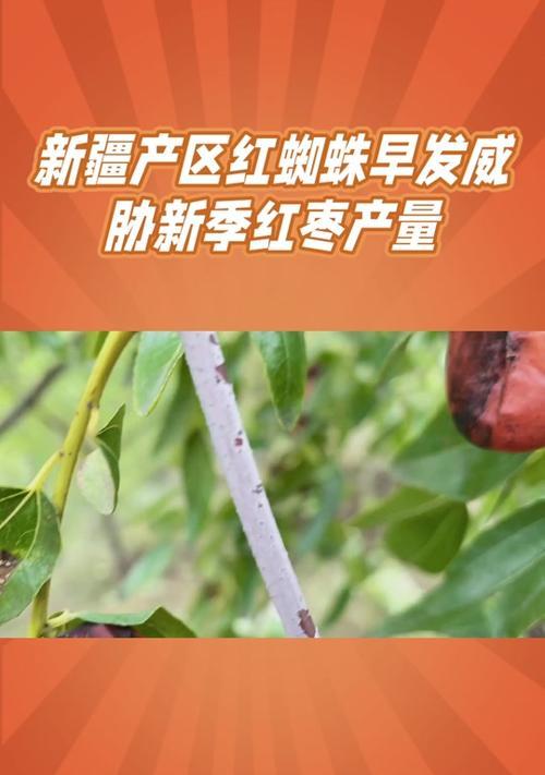 揭秘山东大枣产地——寻找“红枣之乡”（探寻大枣之都的地理、历史和文化底蕴，为您呈现红枣的传奇故事）-第2张图片-绿意生活