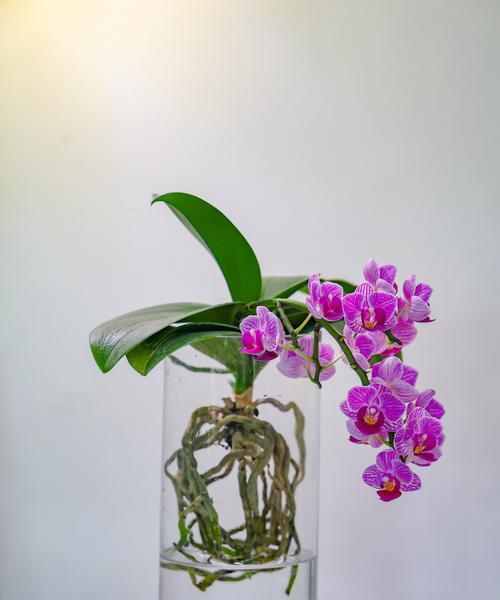 蝴蝶兰怎么养才能开花（如何培育健康的蝴蝶兰花卉）-第1张图片-绿意生活