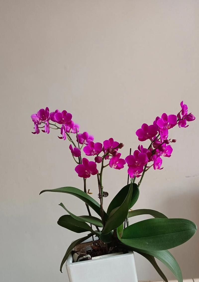 蝴蝶兰怎么养才能开花（如何培育健康的蝴蝶兰花卉）-第3张图片-绿意生活