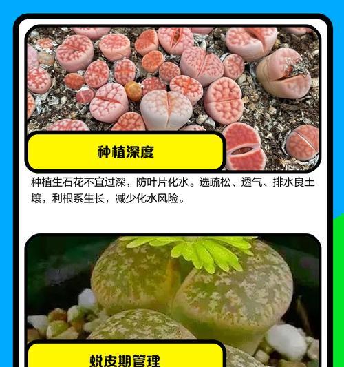 以多肉生石花化水的方法及注意事项（培养生石花，一起开启多肉世界的奇幻之旅！）-第2张图片-绿意生活