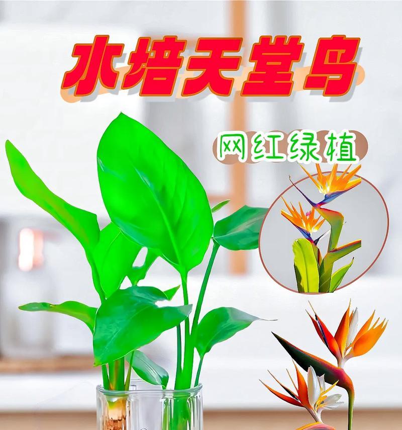 如何正确养护天堂鸟夏天-第1张图片-绿意生活