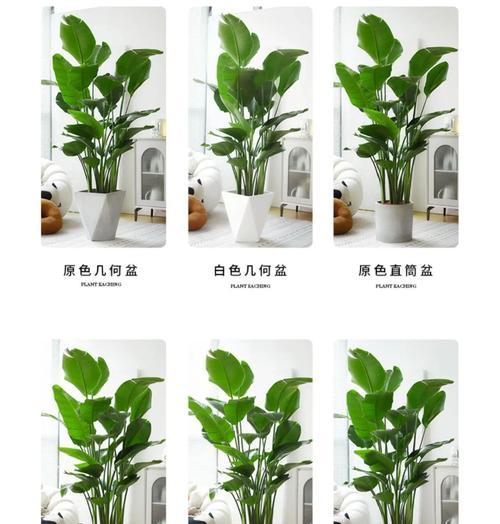 如何正确养护天堂鸟夏天-第2张图片-绿意生活