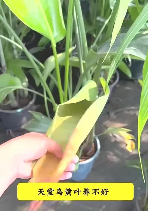 如何正确养护天堂鸟夏天-第3张图片-绿意生活
