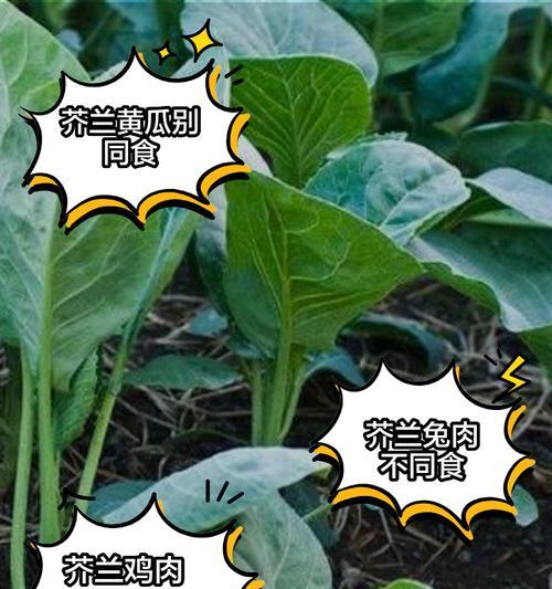 芥兰种植指南（最佳时间、种植技巧、施肥方法等详解）-第3张图片-绿意生活