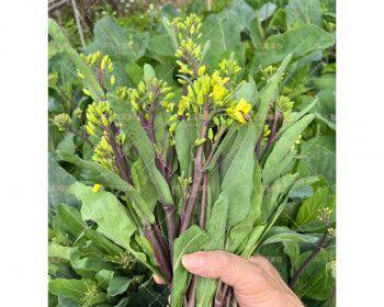 芥兰种植指南（最佳时间、种植技巧、施肥方法等详解）-第2张图片-绿意生活
