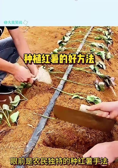 家里种红薯的好处与风水（从寓意到实际效果，让红薯成为你家的守护神）-第3张图片-绿意生活