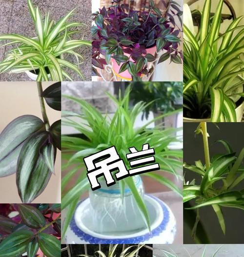 如何让吊兰在北方安全度过冬季？（北方吊兰冬季保护与养护技巧）-第2张图片-绿意生活
